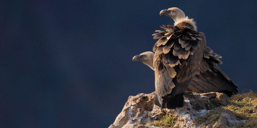 Deux vautours fauves posés sur un rocher